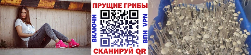Галлюциногенные грибы мицелий купить сайты Апшеронск