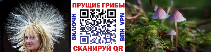 Псилоцибиновые грибы Psilocybine cubensis Апшеронск